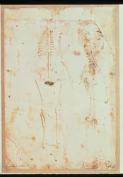 Dos estudios de un esqueleto colgante